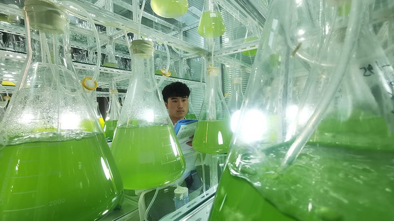 CDMO定制研发：助力企业加速新药研发进程